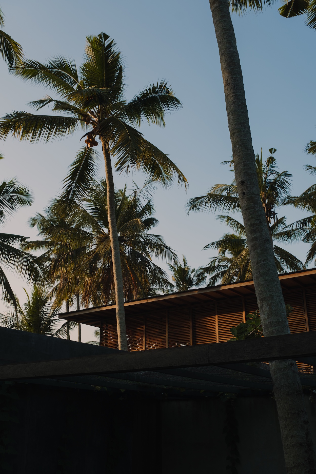 Side view of rumah amadangi showing coconut trees within the compound and the corner of the upper floor wood structure