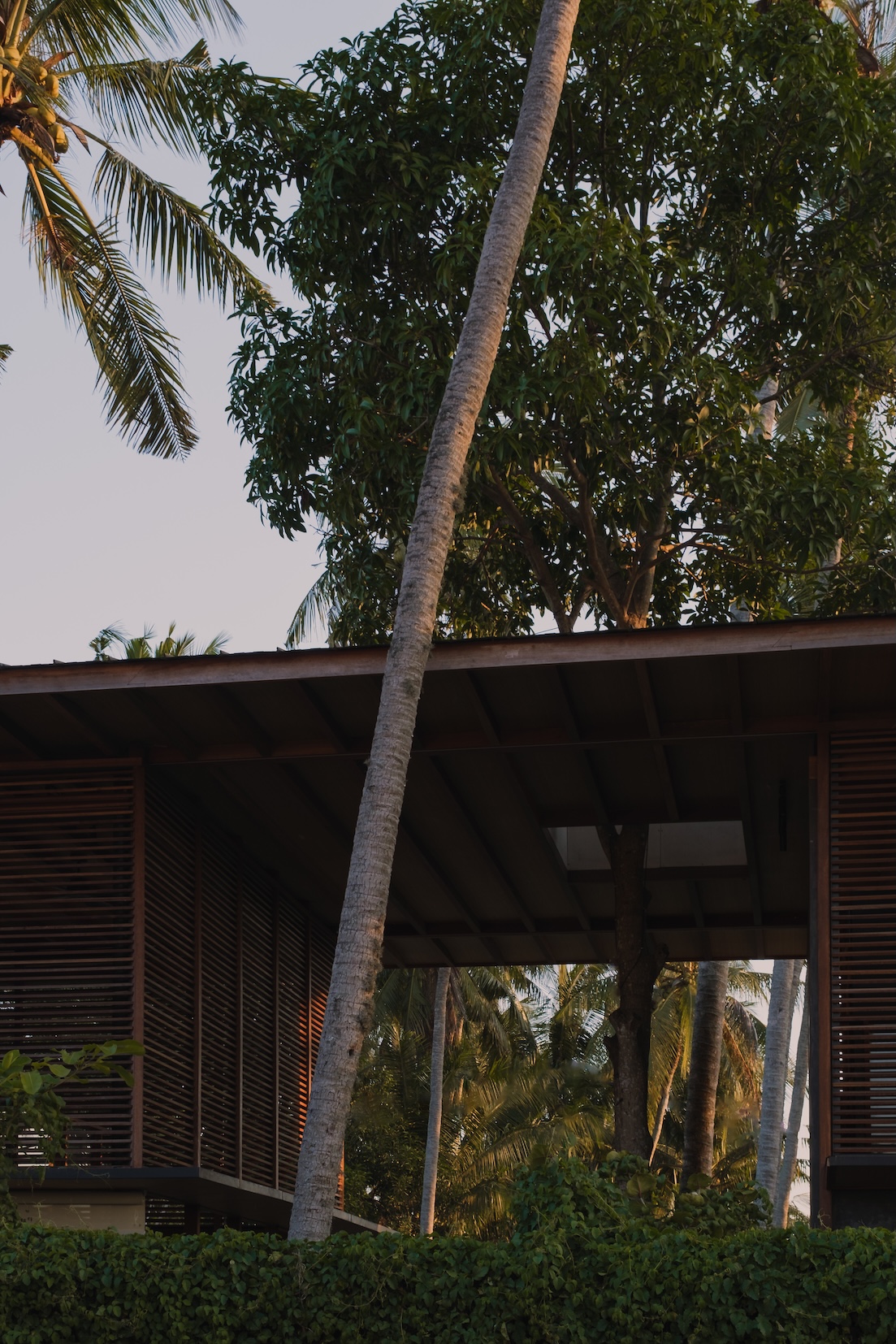 View of tree penetrating the upper floor roof at rumah amadangi