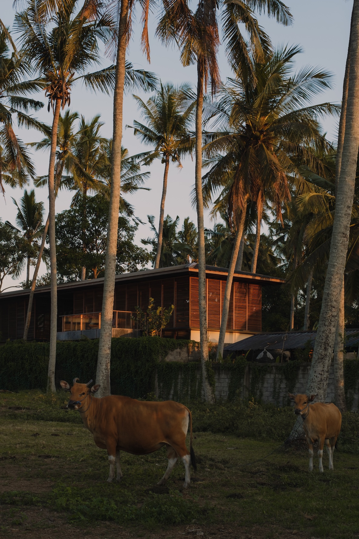 Rear view of rumah amadangi showing upper wooden structure covered with screens