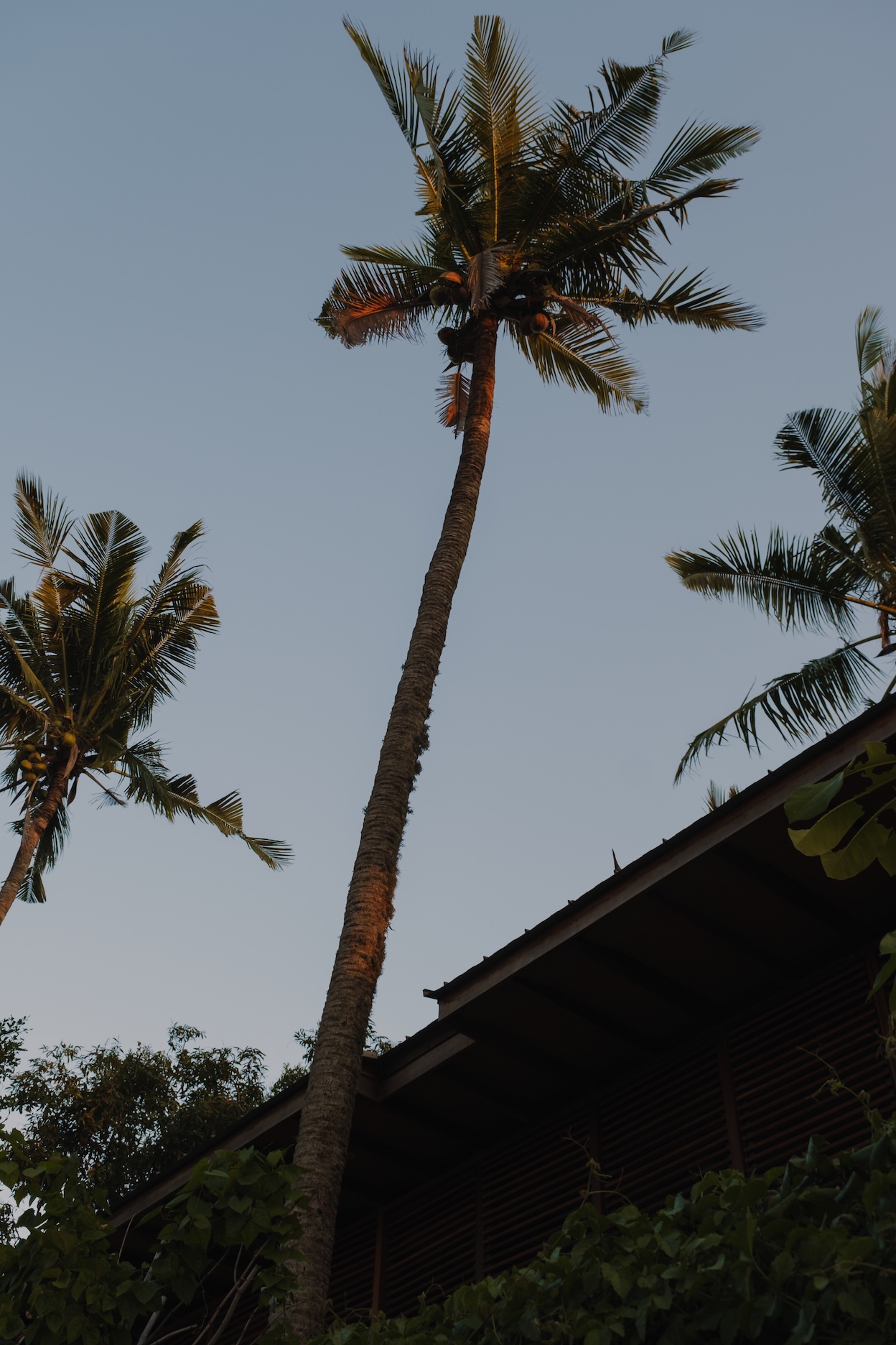 View of roof giving space to an existing coconut tree