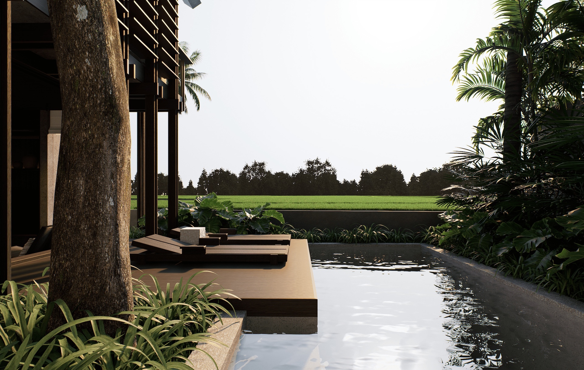 Surrounding view of rumah sawah with rice paddies until the horizon