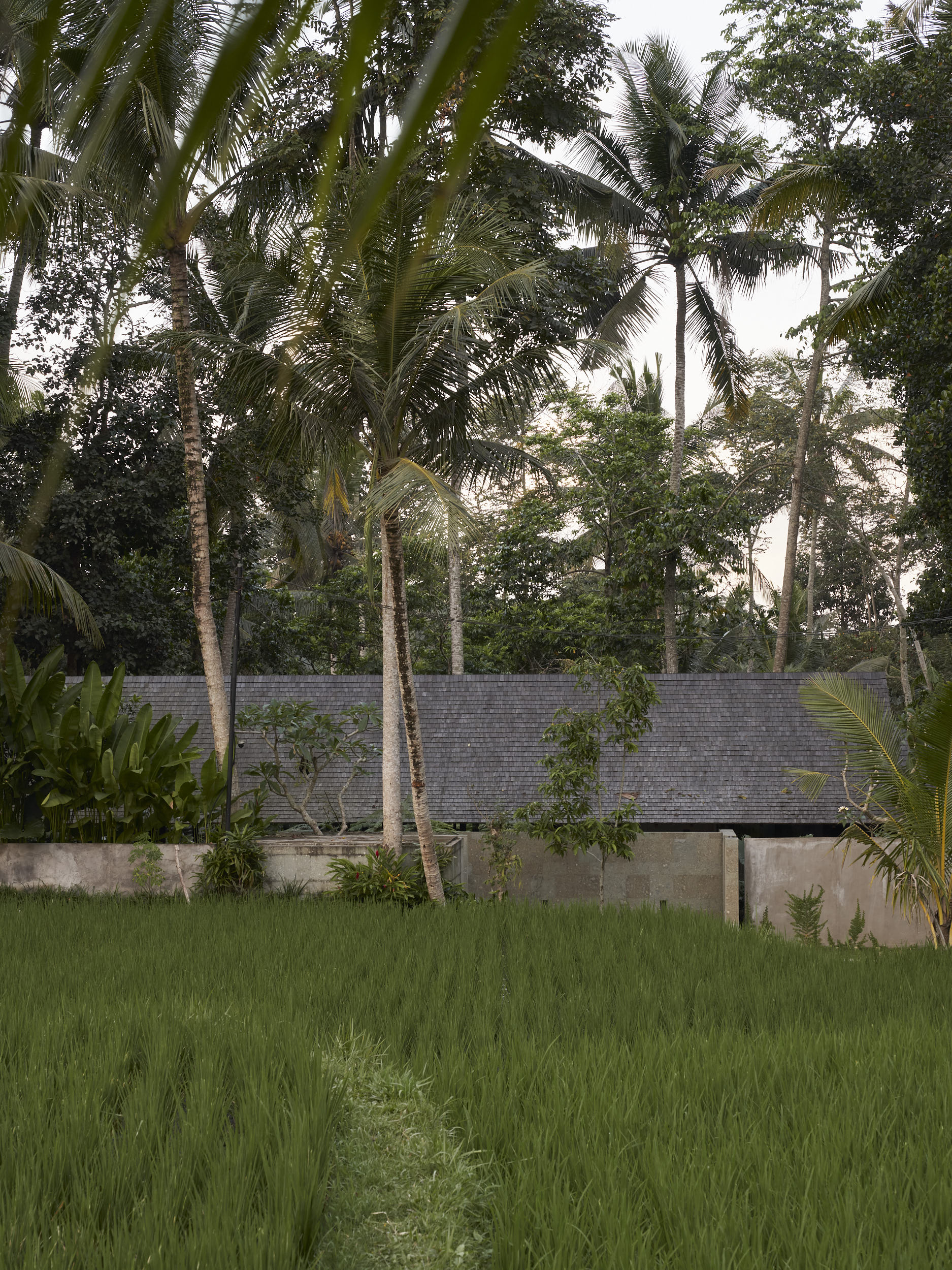 View of Rumah Haruku from the rice paddies