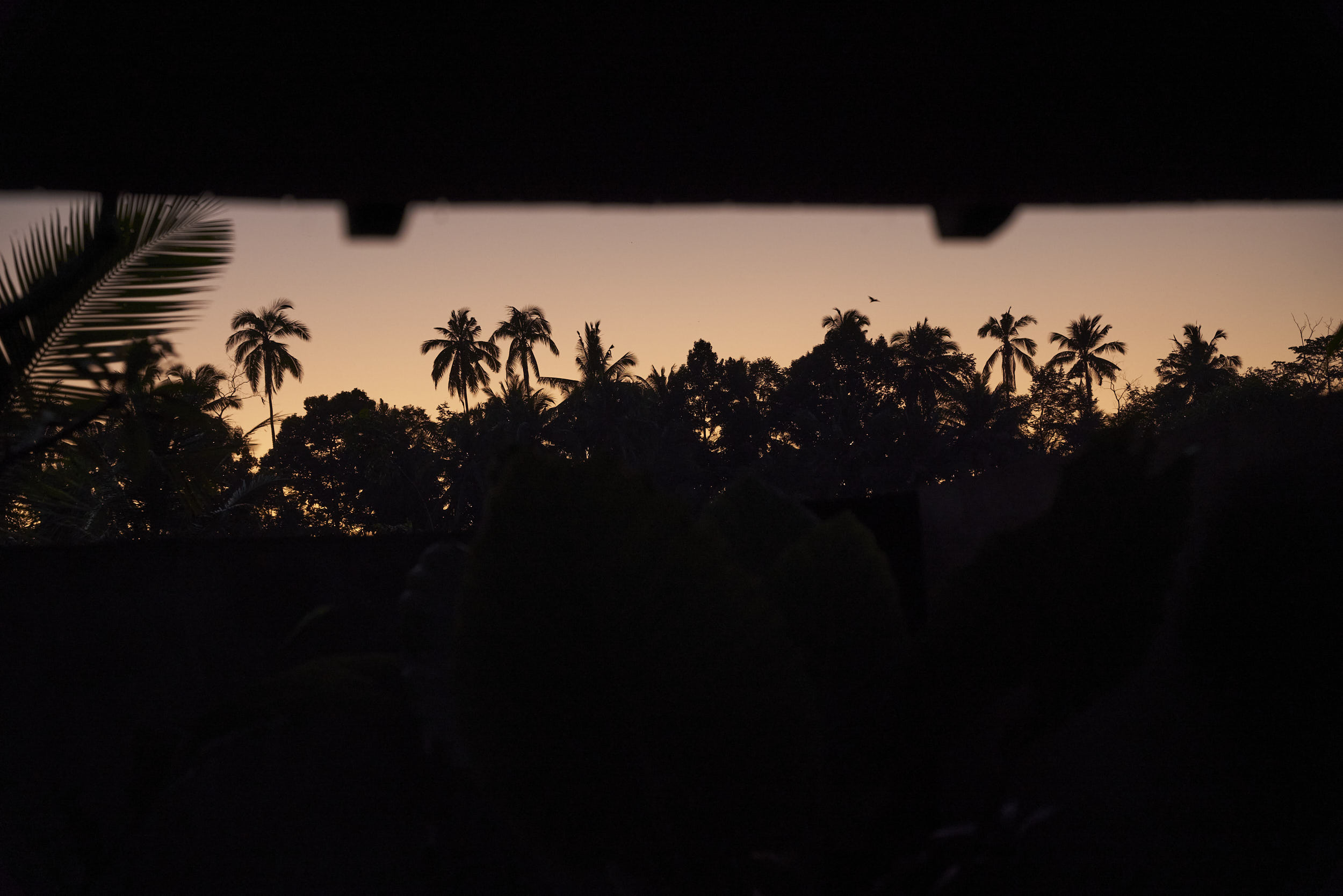 Silhouette of pejeng and the nature around rumah haruku